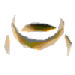 Amarr News